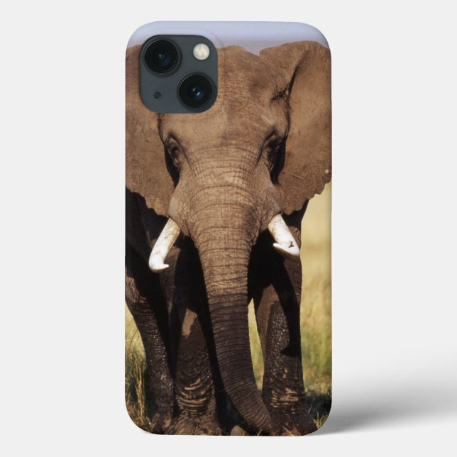 Afrikansk Bush elefant (Baksida)