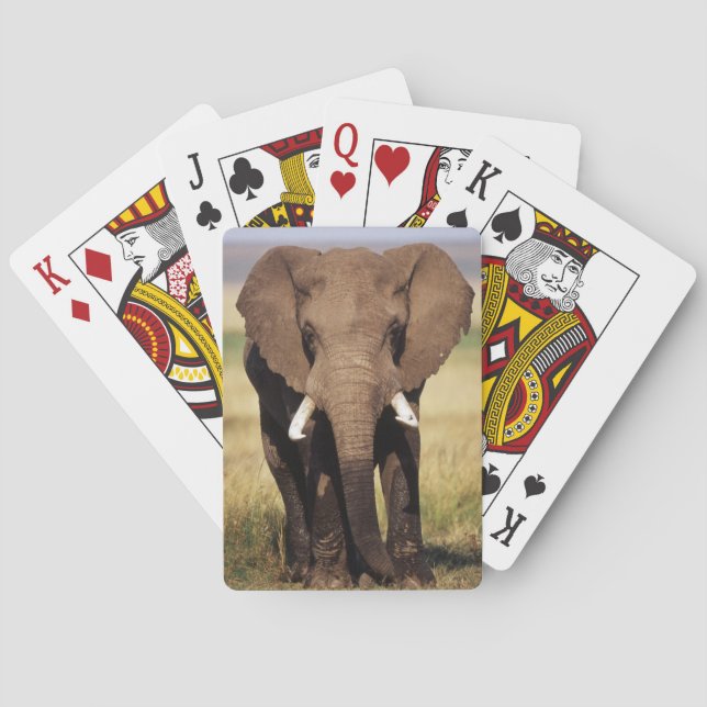 Afrikansk Bush elefant Casinokort (Baksidan)