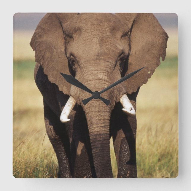Afrikansk Bush elefant Fyrkantig Klocka (Framsida)