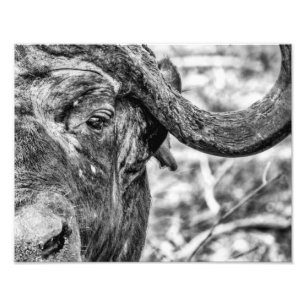 Afrikansk Cape Buffalo Porträtt-utskrift Fototryck
