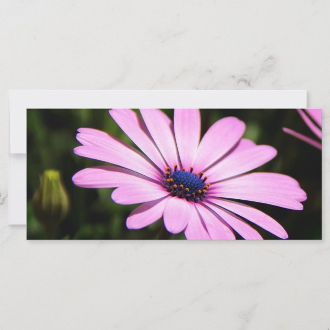 Afrikansk Daisy (Framsida)
