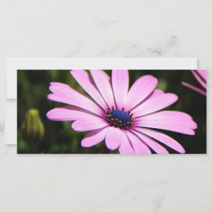 Afrikansk Daisy