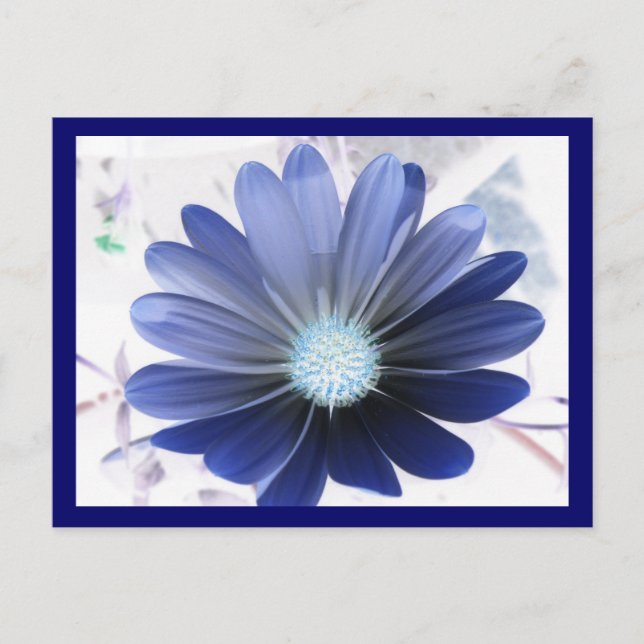 Afrikansk Daisy, blått vykort (Framsida)