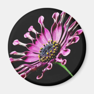 Afrikansk Daisy blomma Magnet