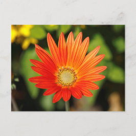 Afrikansk Daisy. Bute Park, Cardiff, Wales Vykort
