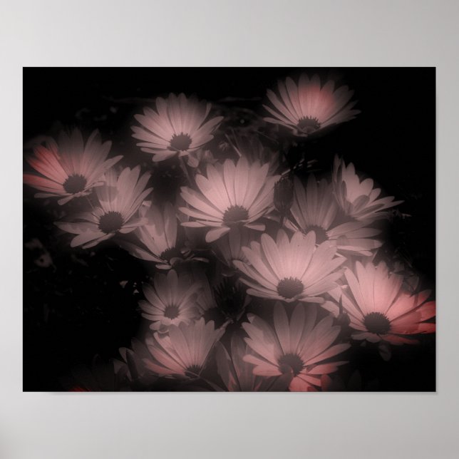 Afrikansk Daisy Flowers High Contrast-färgad Poster (Framsidan)