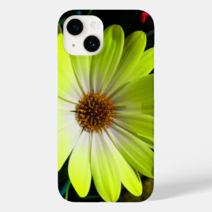 Afrikansk Daisy Fluorescent Gult