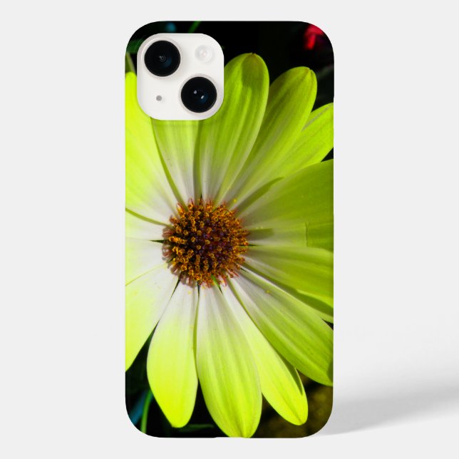 Afrikansk Daisy Fluorescent Gult (Baksida)