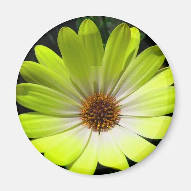 Afrikansk Daisy Fluorescent Gult Magnet (Framsidan)