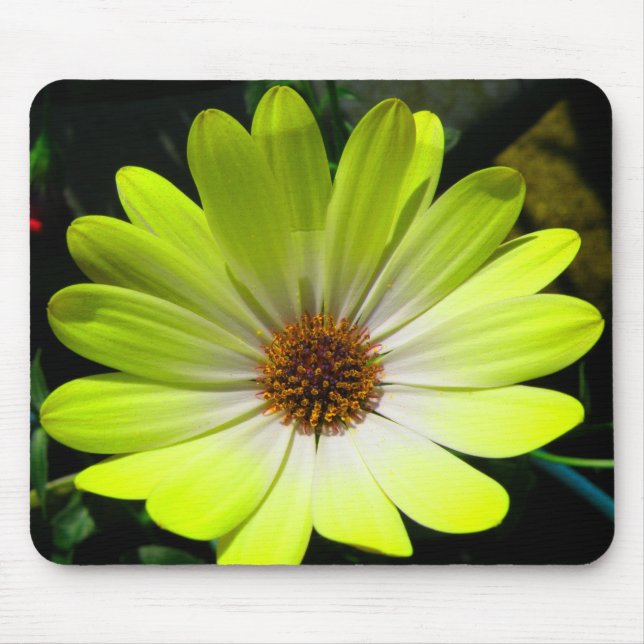 Afrikansk Daisy Fluorescent Gult Mousepad Musmatta (Framsidan)