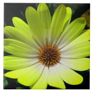 Afrikansk Daisy Fluorescent Gult Tile Kakelplatta