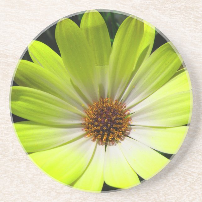 Afrikansk Daisy Fluorescent Gult Underlägg Sandsten (Framsidan)