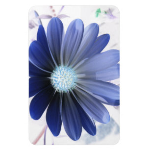 Afrikansk Daisy Glowing Blue Premium Magnet