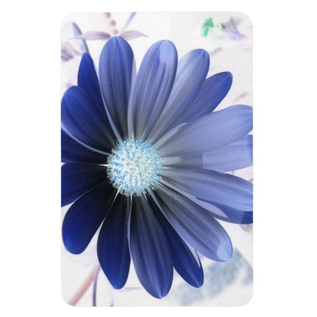 Afrikansk Daisy Glowing Blue Premium Magnet (Vertikal)