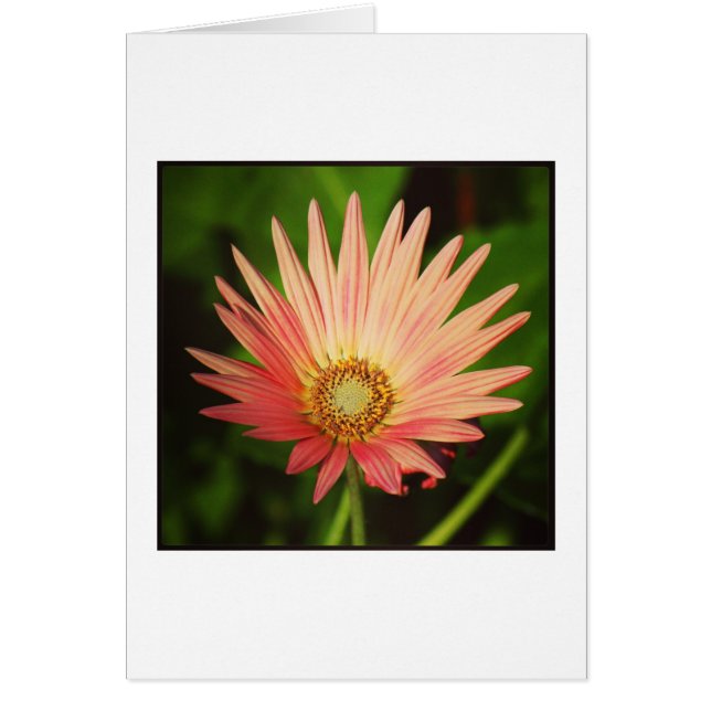 Afrikansk Daisy Hälsningskort (Framsidan)