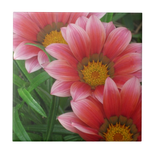 Afrikansk Daisy Kakelplatta (Framsidan)