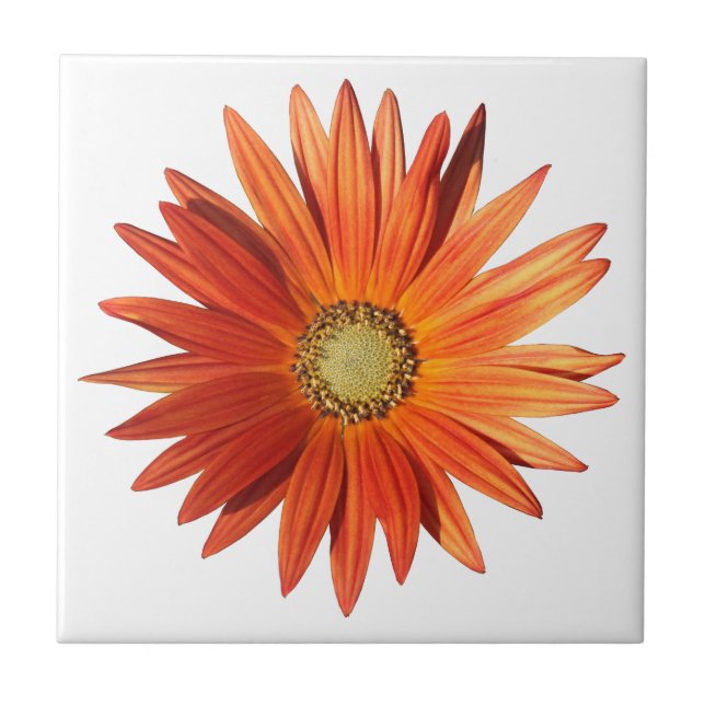 Afrikansk Daisy Kakelplatta (Framsidan)
