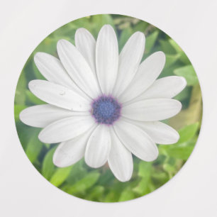 Afrikansk Daisy Klistermärke