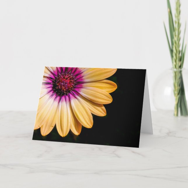 Afrikansk daisy kort (Framsida)