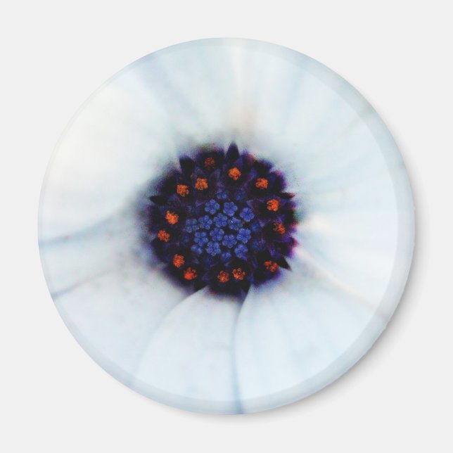 Afrikansk Daisy Magnet (Framsidan)