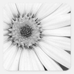 Afrikansk Daisy, monokrom Blommigt Fyrkantigt Klistermärke