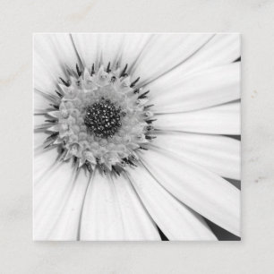 Afrikansk Daisy, monokrom Blommigt Fyrkantigt Visitkort