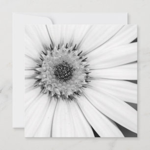 Afrikansk Daisy, monokrom Blommigt Kort