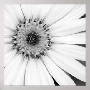 Afrikansk Daisy, monokrom Blommigt Poster