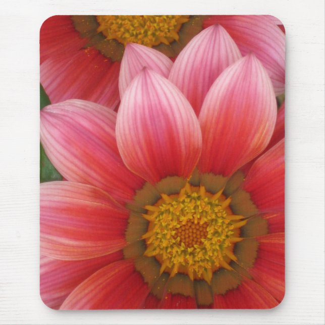 Afrikansk Daisy Musmatta (Framsidan)