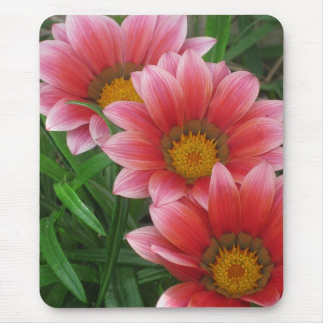 Afrikansk Daisy Musmatta (Framsidan)