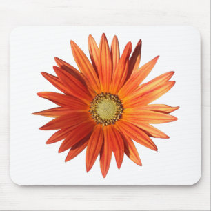 Afrikansk Daisy Musmatta