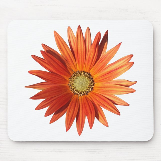 Afrikansk Daisy Musmatta (Framsidan)