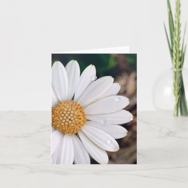 Afrikansk daisy Notecard Kort (Framsida)