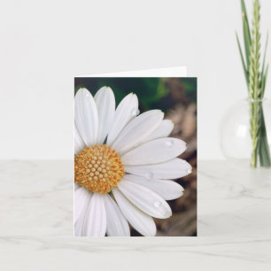 Afrikansk daisy Notecard Kort