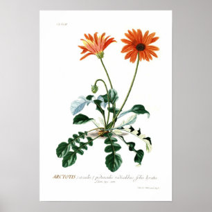 Afrikansk daisy poster