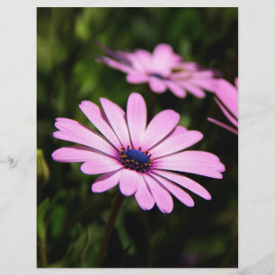 Afrikansk Daisy Reklamblad