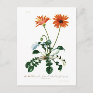 Afrikansk Daisy Vykort
