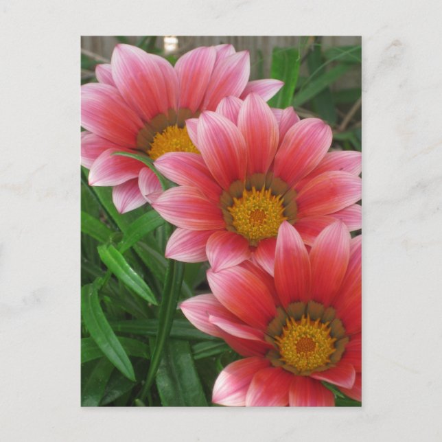 Afrikansk Daisy Vykort (Framsida)