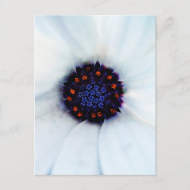 Afrikansk Daisy Vykort (Framsida)