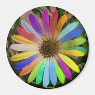 Afrikansk daisyFärgrik-Magnet Magnet
