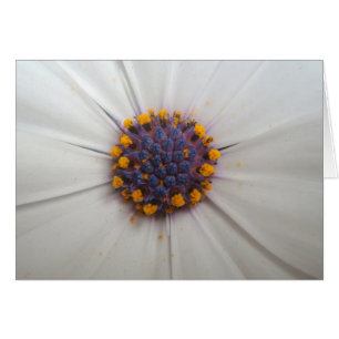 Afrikansk daisyfotografi hälsningskort