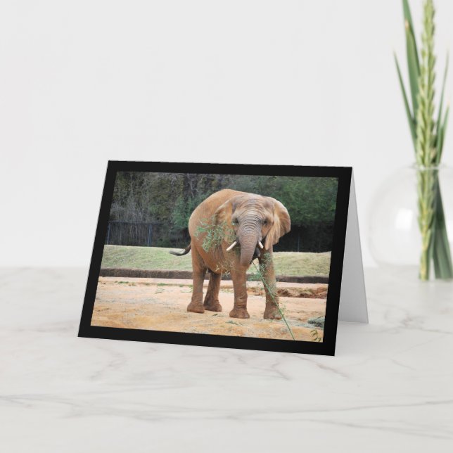 Afrikansk elefant äter kort (Framsida)
