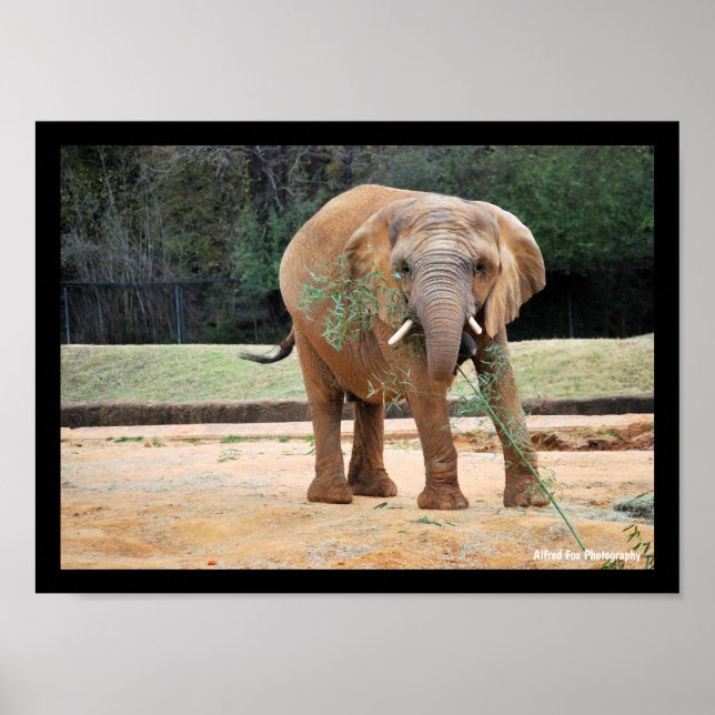 Afrikansk elefant äter poster (Framsidan)