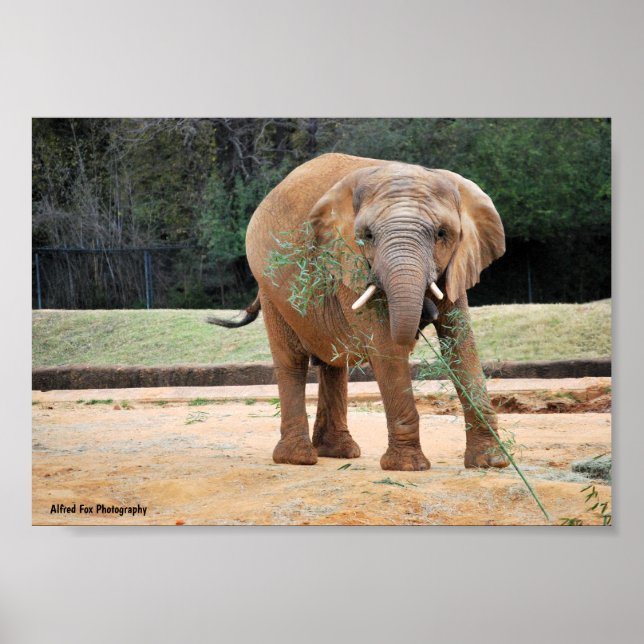 Afrikansk elefant äter poster (Framsidan)