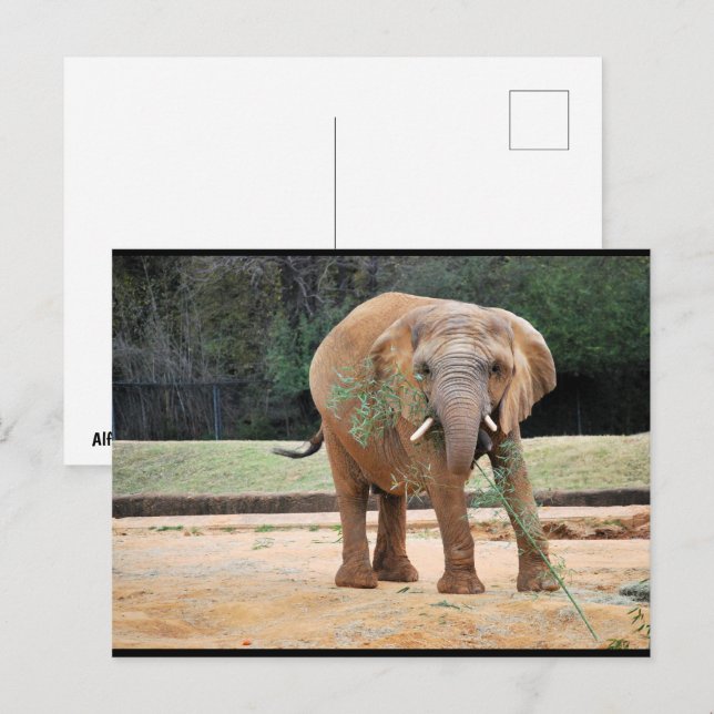 Afrikansk elefant äter vykort (Fram/baksida)