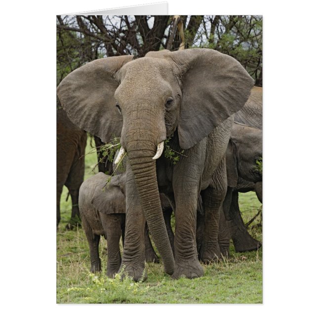 Afrikansk elefant | Flock Hälsningskort (Framsidan)