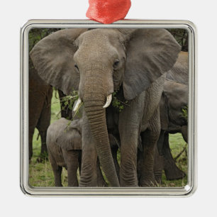 Afrikansk elefant Flock Julgransprydnad Metall