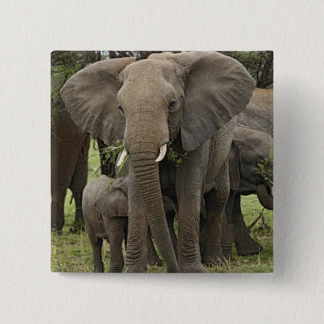 Afrikansk elefant | Flock Knapp (Framsida)