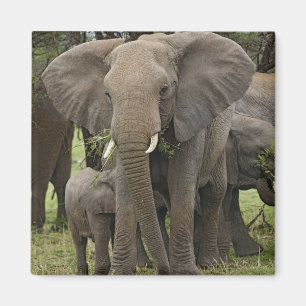 Afrikansk elefant Flock Magnet