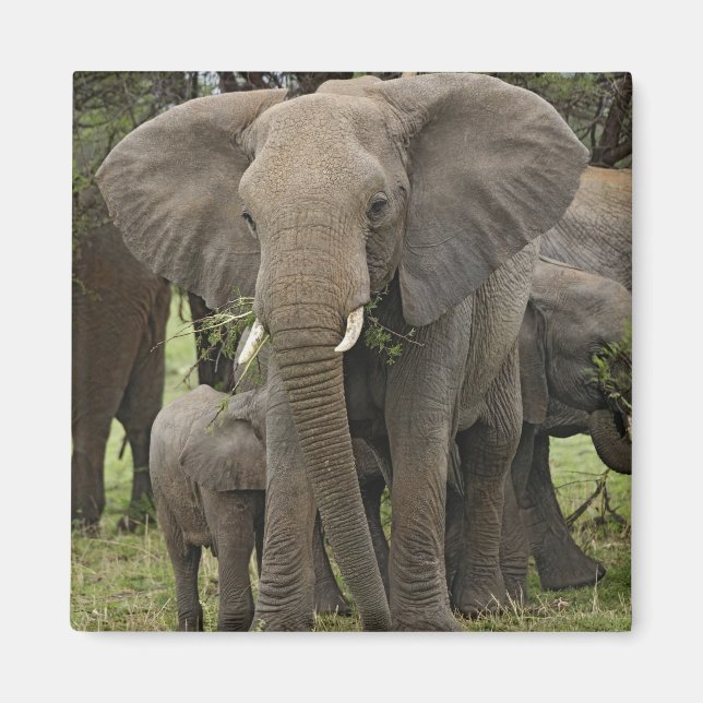 Afrikansk elefant | Flock Magnet (Framsidan)